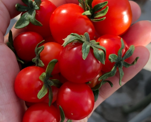 kitchen farming - ny kjøkkentrend - en håndfull selvdyrkede tomater