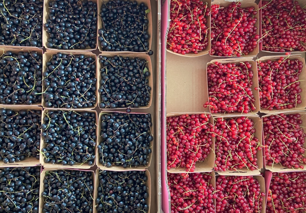 Bilde av solbær og rips - illustrerer artikkel om Fresh zero kjøleskapet BORA Cool - unngå matsvinn - smart oppbevaring av mat